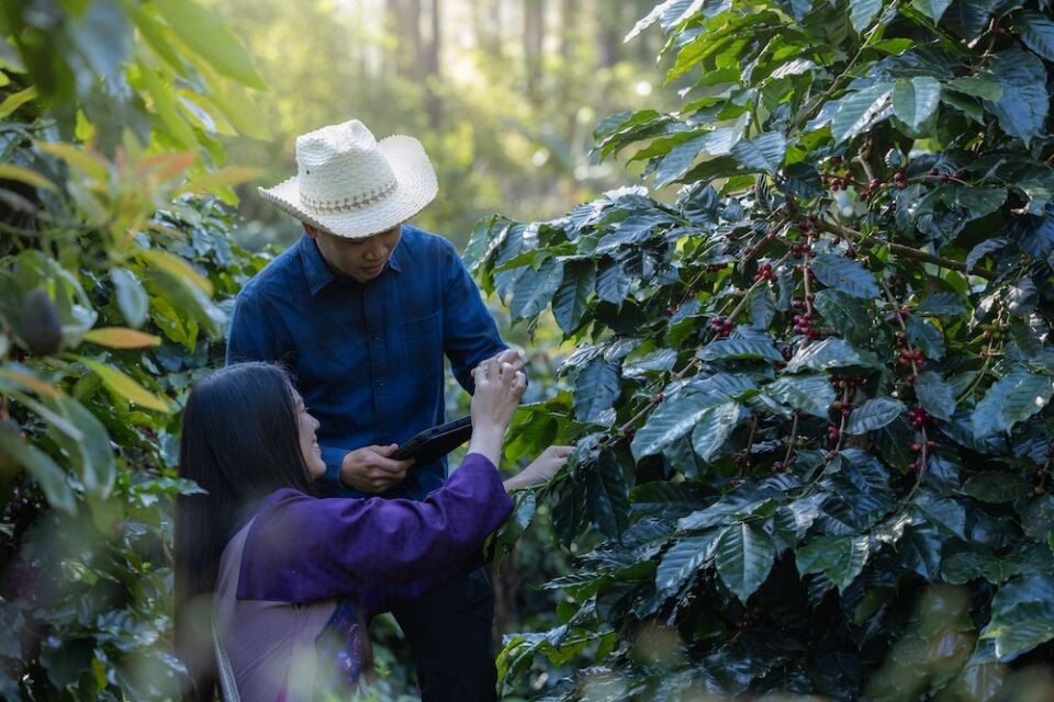 Pacifica Coffee Guatemala Filtre Kahve